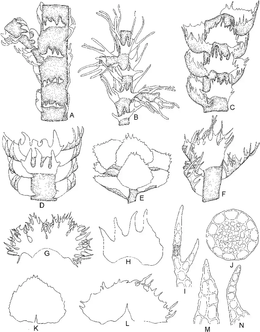 Lepidozia-kinabaluensis-Mizut-A-Part-of-plant-ventral-view-N-Lobe-of-stem-leaf.png