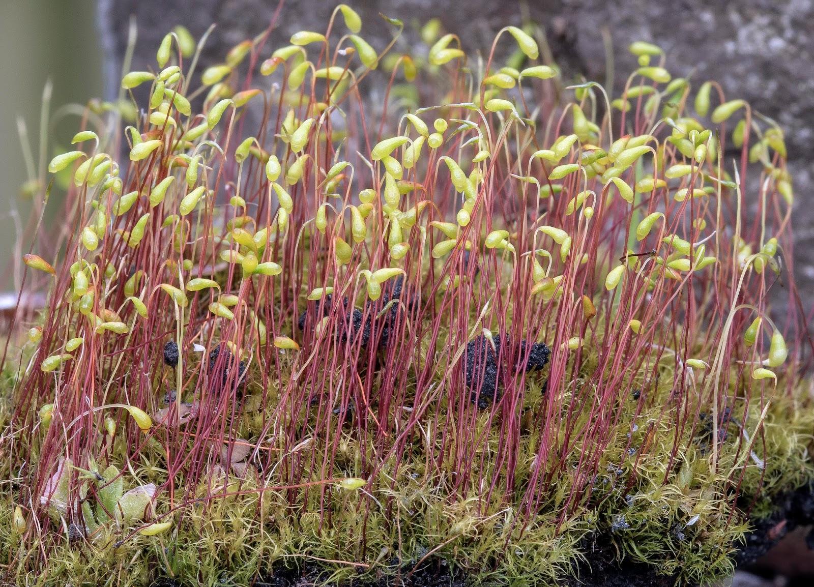 Leptobryum%2Bpyriforme%2BAmazon%2BSite%2B5%2Blow%2Bres.jpg