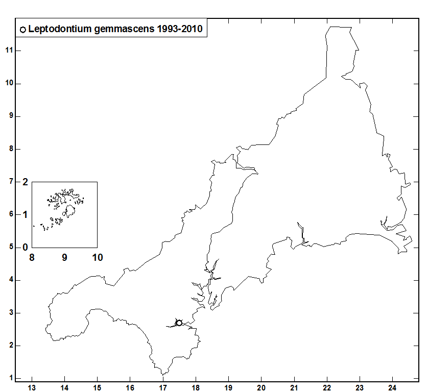 Leptodontium_gemmascens.gif