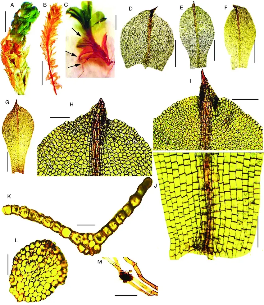 Leptophascum-leptophyllum-MuellHal-JGuerra-MJCano-A-dry-plant-B-wet-plant.png