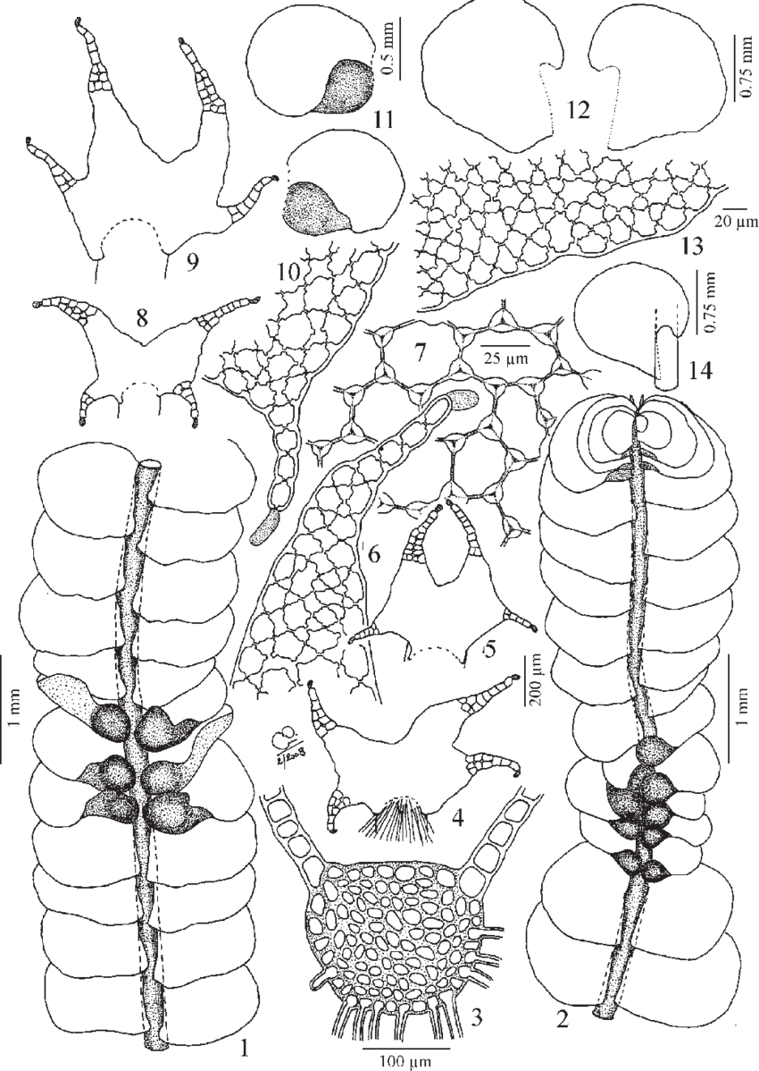 Leptoscyphus-sotiauxii-Vanderp-Schaef-Verw-DG-Long-sp-nov-drawn-from-the.png