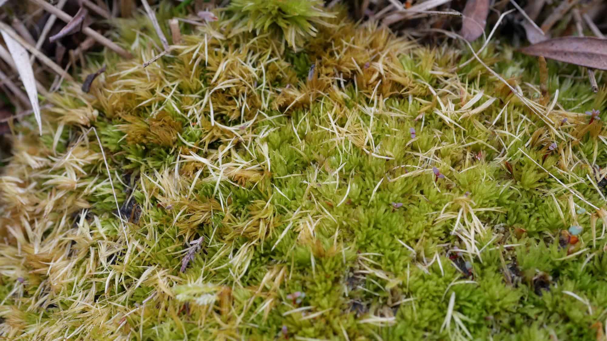 Leucobryum-glaucum-1.jpg