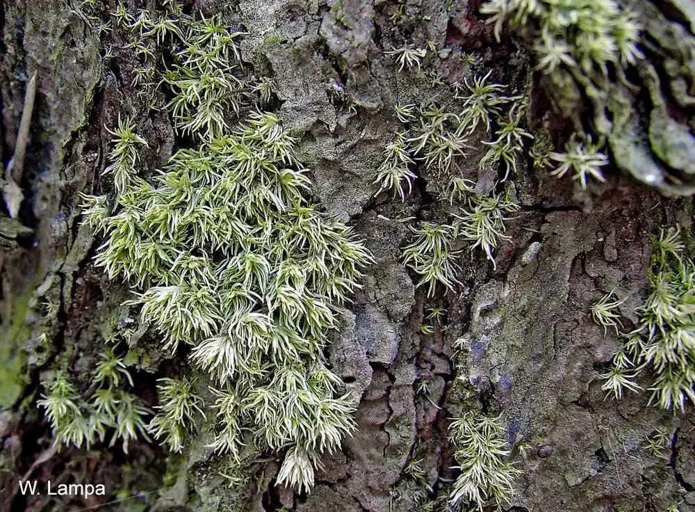 Leucobryum_albidum_M1_1592755019.jpg