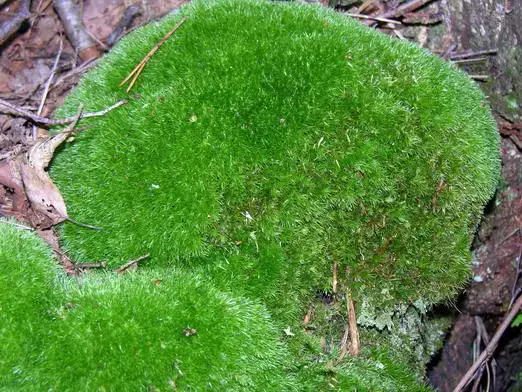 Leucobryum_glaucum.jpg