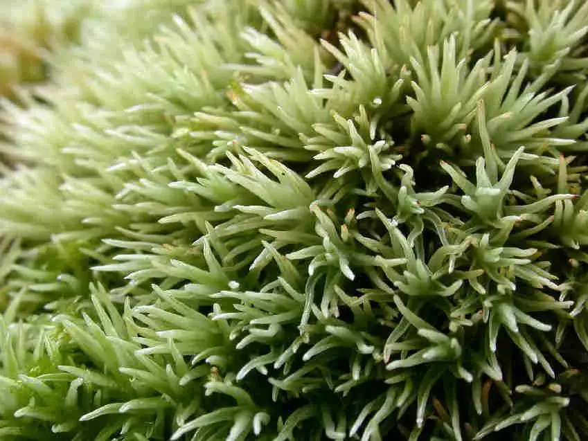 Leucobryum_juniperoideum_006.JPG