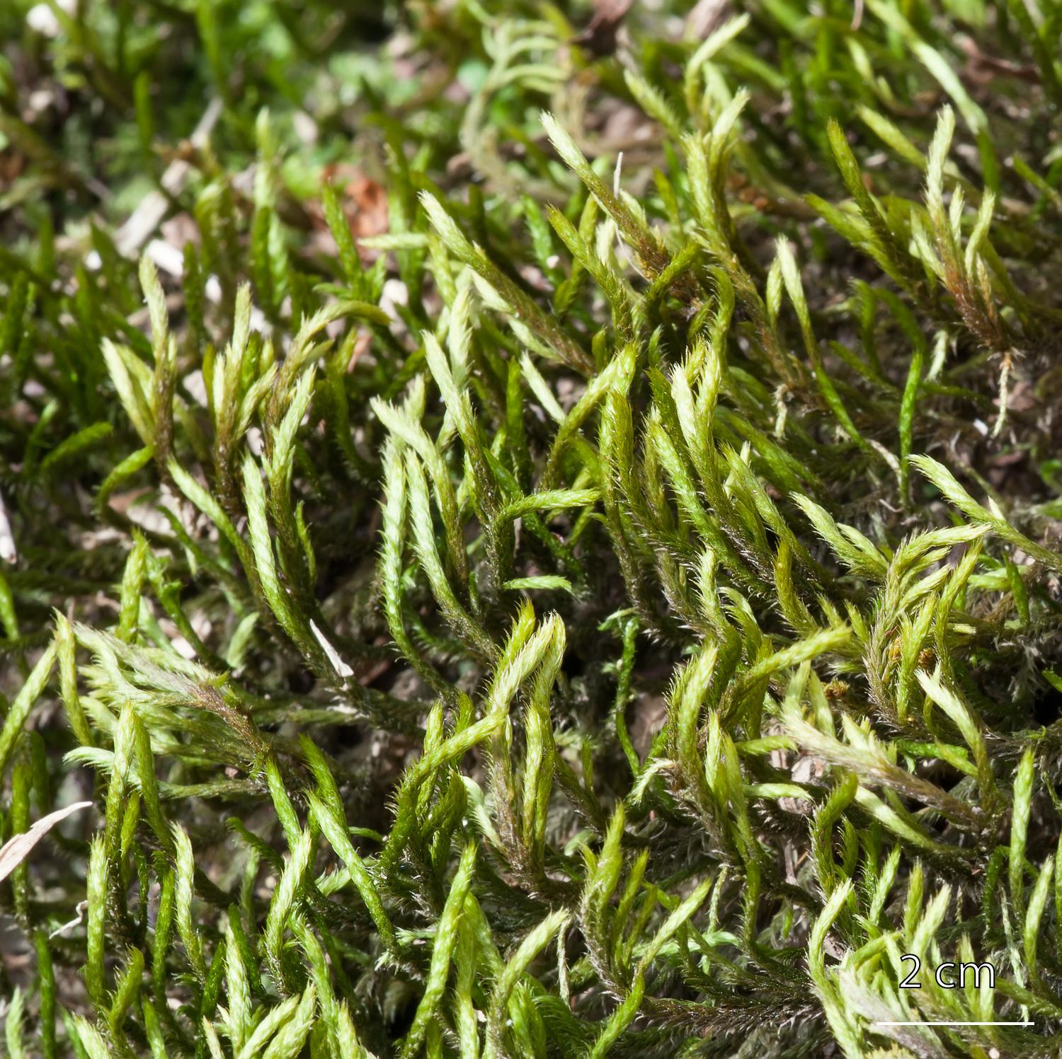 Leucodon-sciuroides-moss.jpg