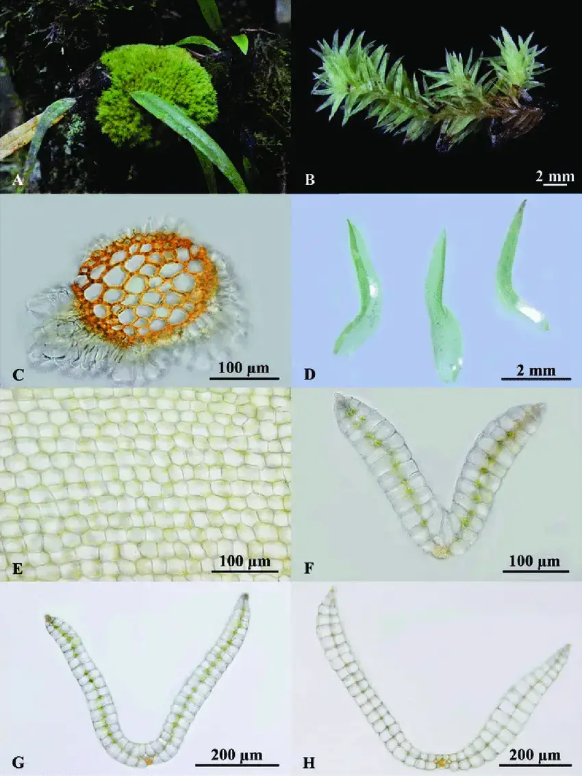 Leucophanes-candidum-A-B-Habit-C-Cross-section-of-stem-D-Leaves-E-Hyalocysts-in.png