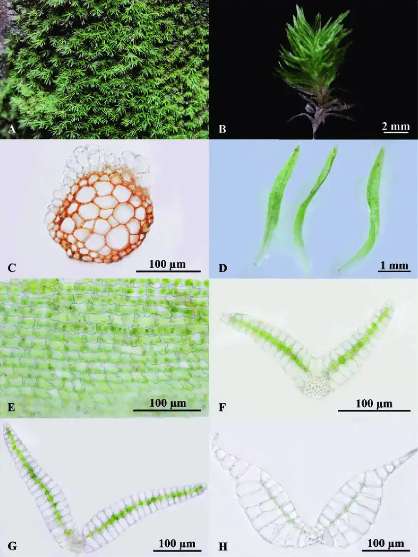 Leucophanes-glaucum-A-B-Habit-C-Cross-section-of-stem-D-Leaves-E-Hyalocysts-in.png