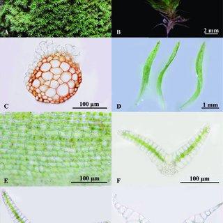 Leucophanes-glaucum-A-B-Habit-C-Cross-section-of-stem-D-Leaves-E-Hyalocysts-in_Q320.jpg