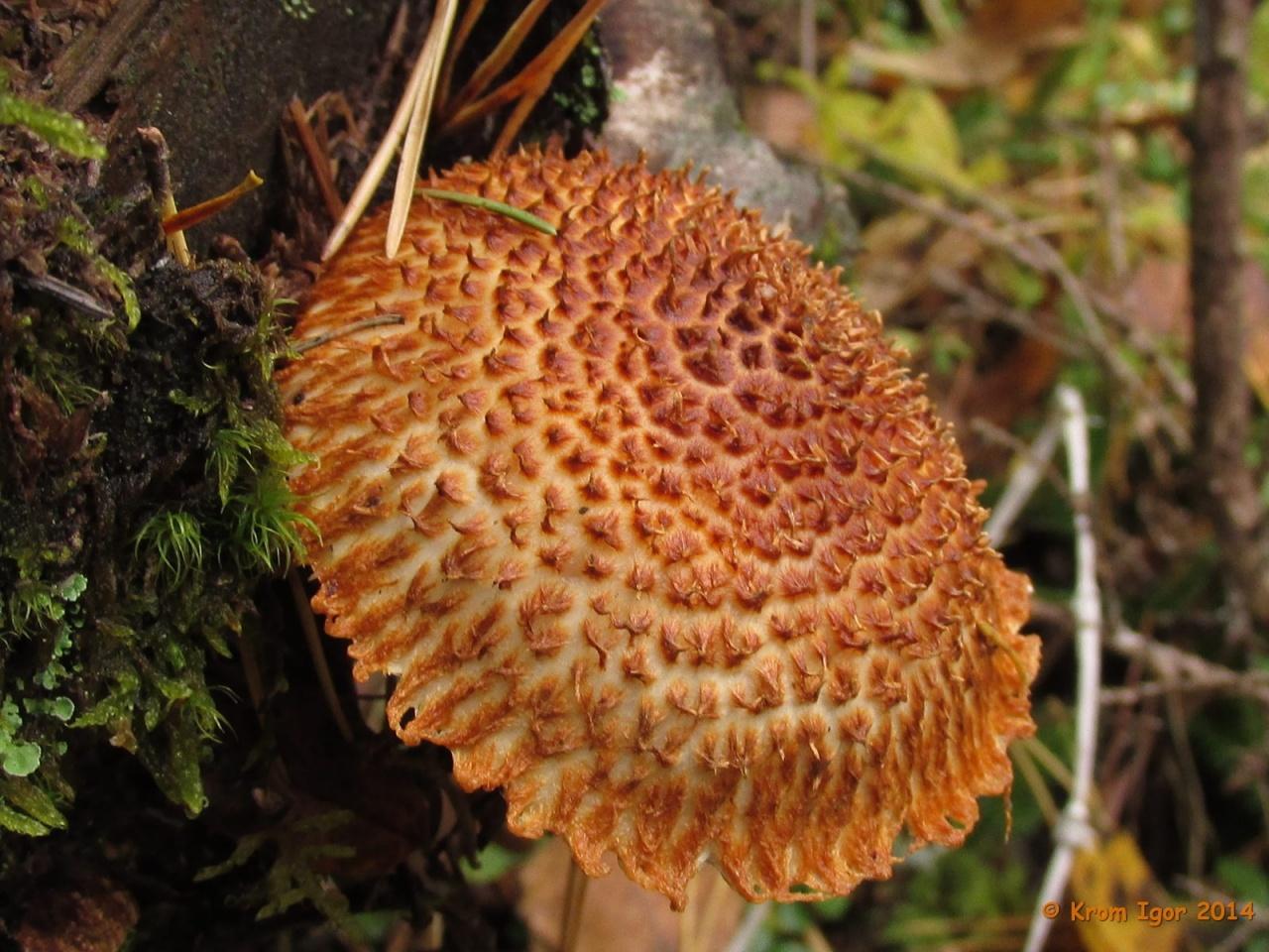 Leucopholiota-lignicola_07.jpg