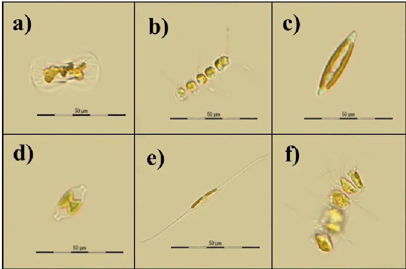 Light-micrographic-images-of-diatoms-present-in-the-culture-consortium-a-Amphiprora.png