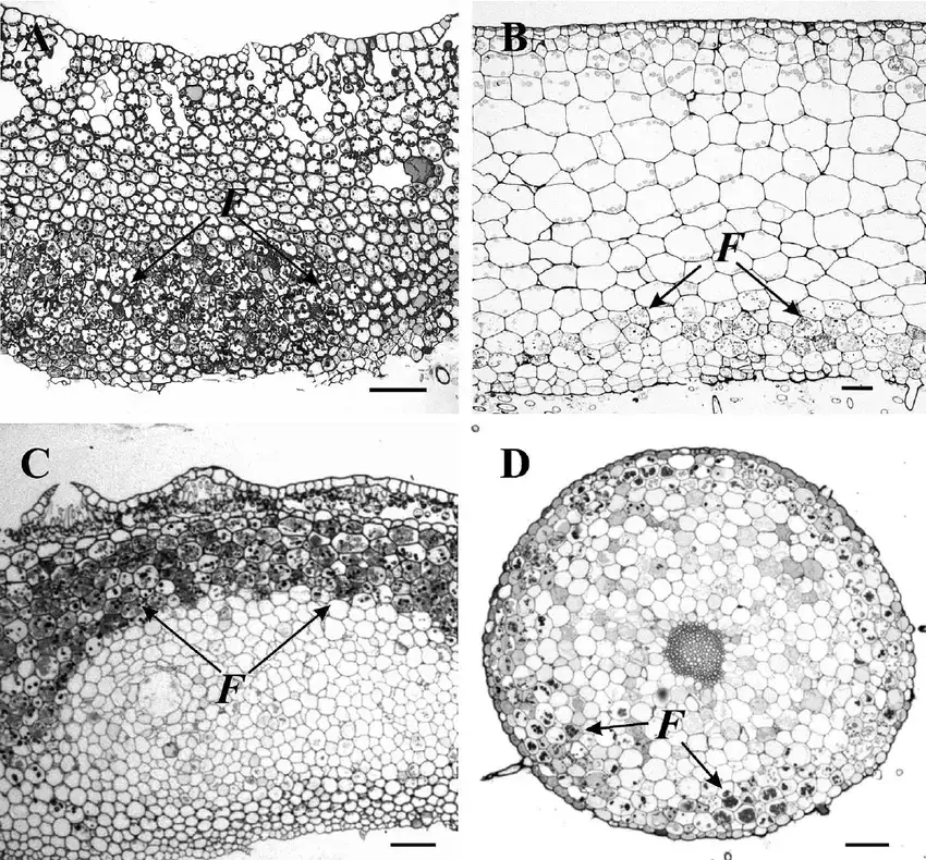 Light-micrographs-of-glomeromycotean-associations-in-the-gametophyte-of-A-Asterella.png