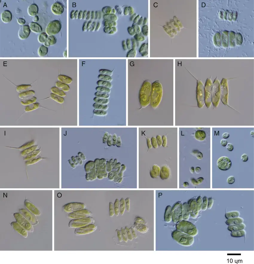 Light-microscope-images-of-algal-strains-identified-as-Desmodesmus-species-from-a-private.png