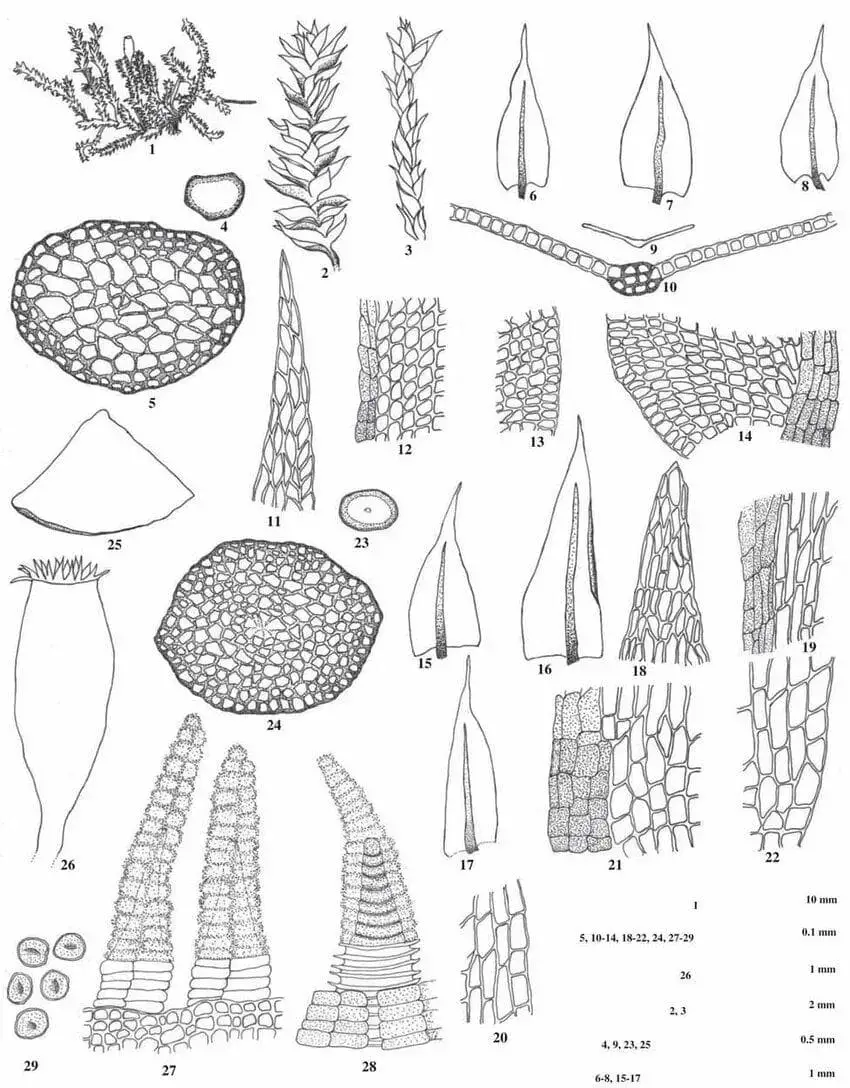 Linbergia-sinensis-Muell-Hal-Broth-1-Habit-of-plant-Wet-2-A-portion-of-plant.jpg