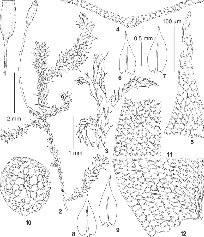 Lindbergia-sinensis-Muell-Hal-Broth-from-Primorsky-Territory-Lazo-Distr-Kamenka.png