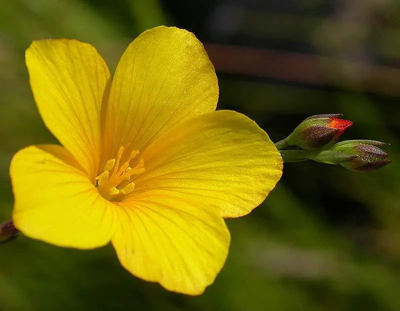 Linum-maritimum-1.jpg