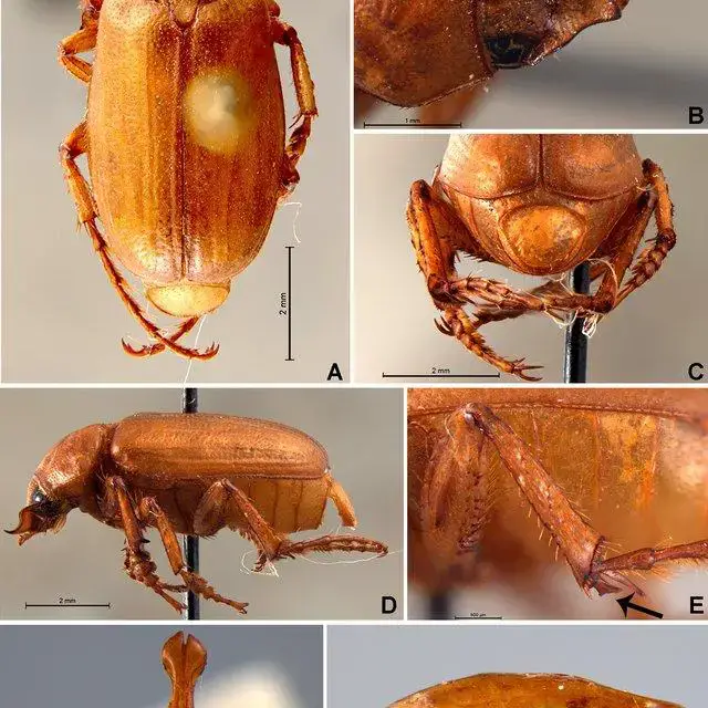 Liogenys-calcarata-Frey-1970-male-holotype-views-A-dorsal-B-clypeus-and-pronotum_Q640.jpg