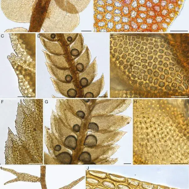 Liverworts-new-to-Brazil-A-B-Syzygiella-campanulata-Herzog-A-habit-ventral-view_Q640.jpg