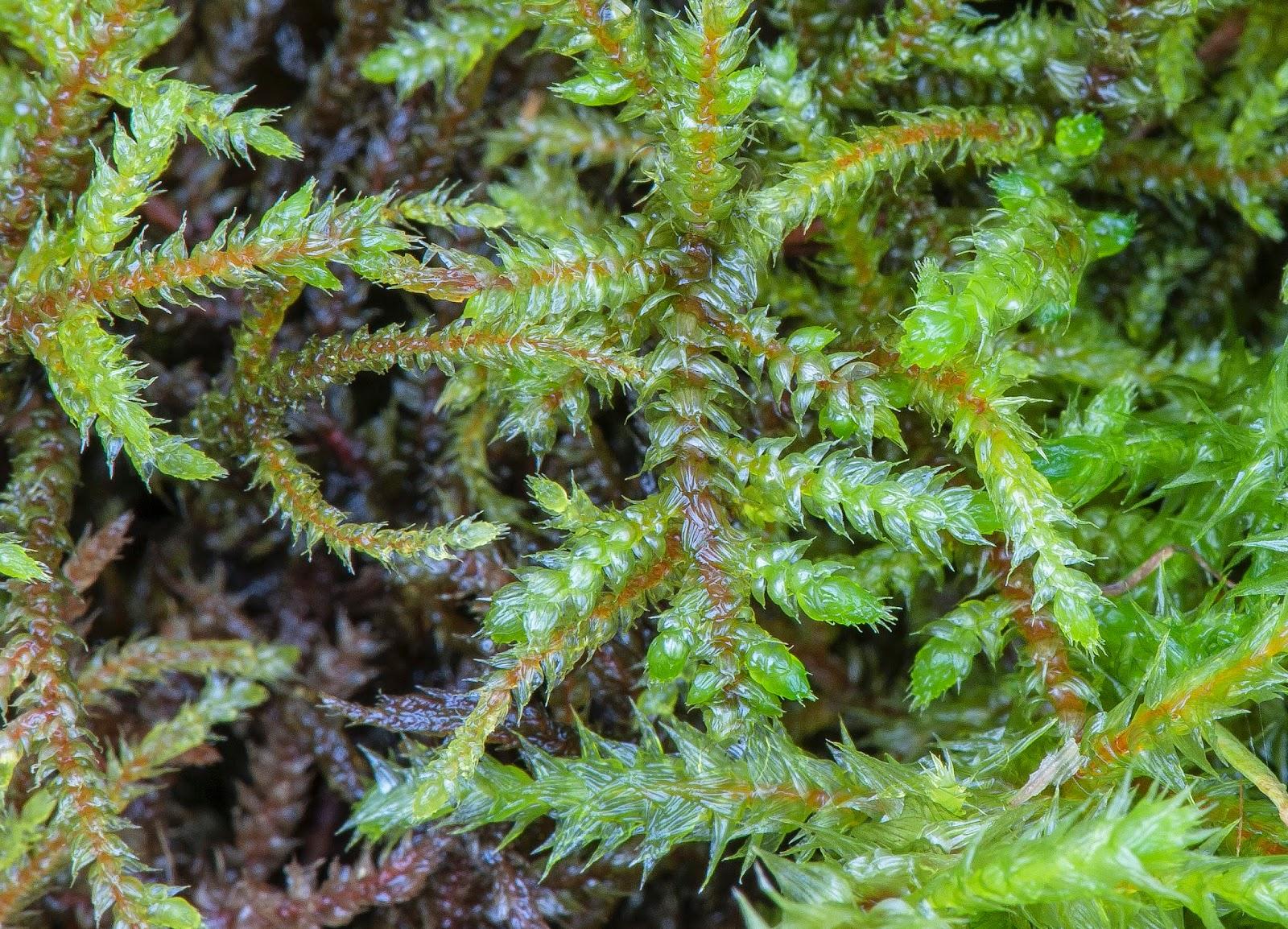 Loeskyobryum%2Bbrevirostre%2BMaes%2BGwyn.jpg