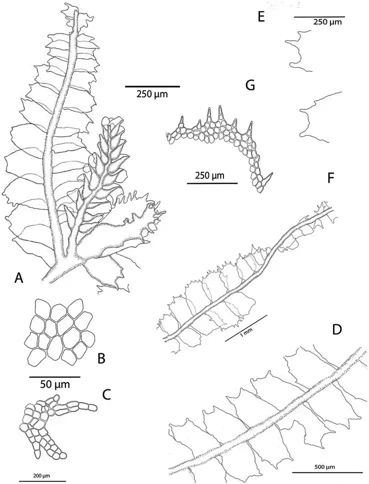 Lophocolea-fragrans-subsp-cocosana-GDauphin-Gradst-MIMorales-A-Habit-showing.png