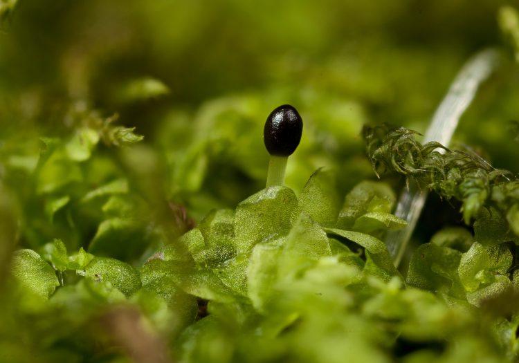 Lophocolea-sporophyte-750x525.jpg