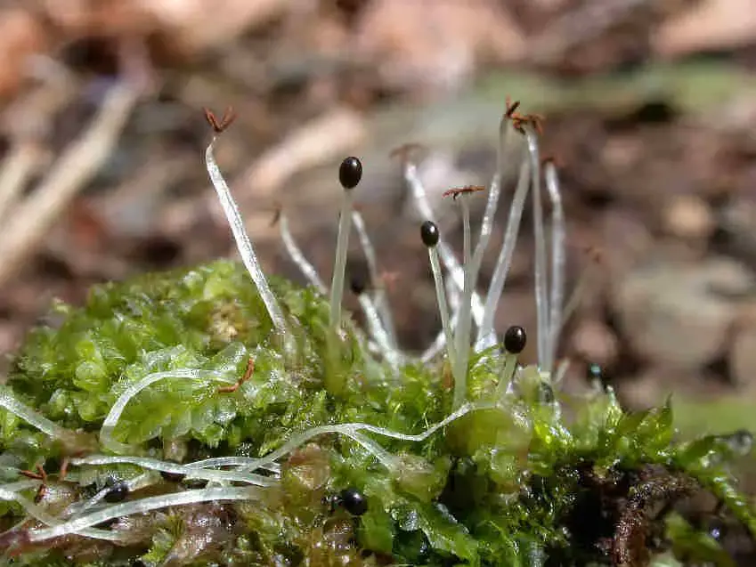 Lophocolea_heterophylla_002C.JPG