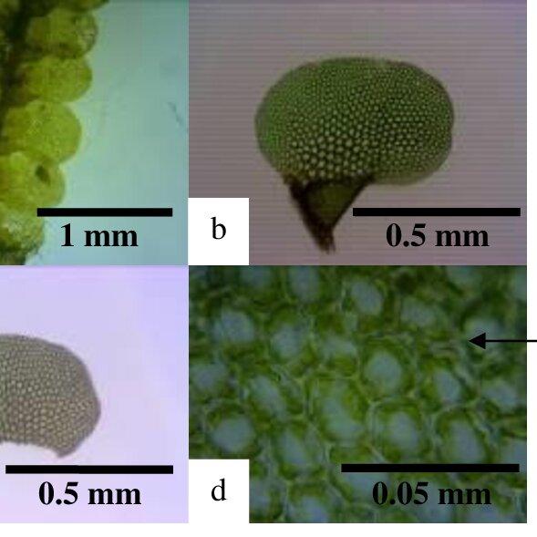 Lopholejeunea-borneensis-a-Habitus-410-b-Lateral-leaves-1010-c-Ventral-leaves_Q640.jpg