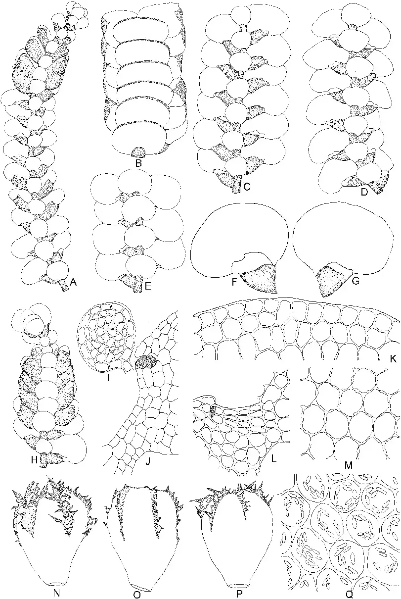 Lopholejeunea-horticola-Schiffn-A-Part-of-plant-ventral-view-Lopholejeunea-applanata.png