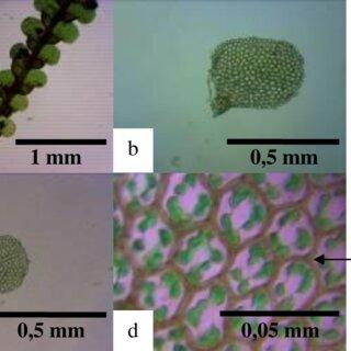 Lopholejeunea-horticola-a-Habitus-410-b-Lateral-leaves-1010-c-Ventral-leaves_Q320.jpg