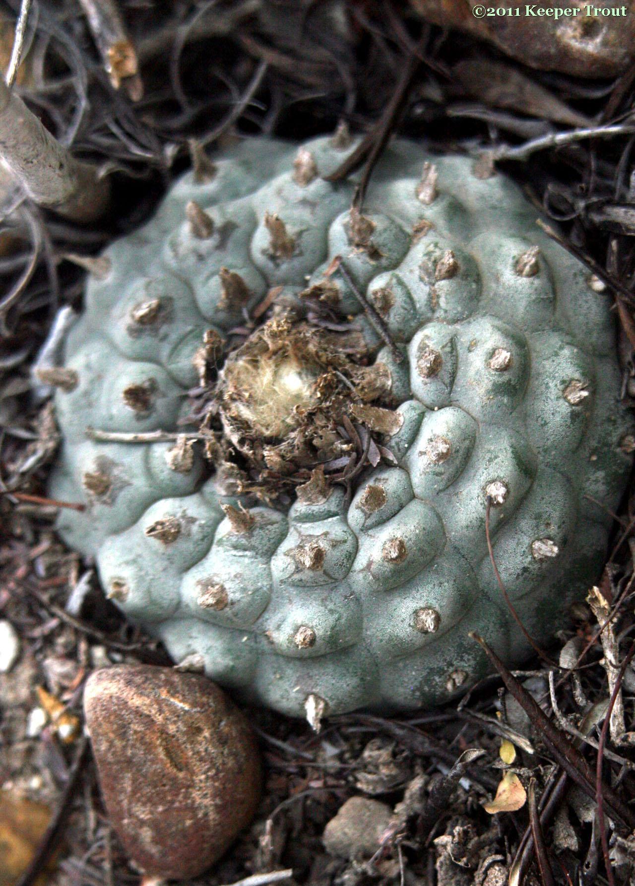 Lophophora-williamsii-SouthTexas1.jpg