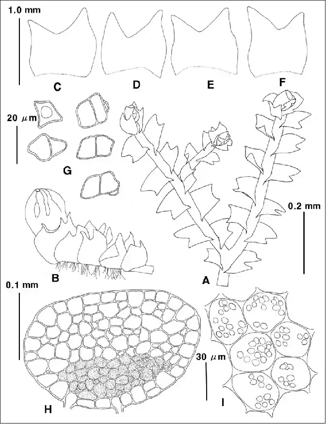 Lophozia-excisa-Dicks-Dumort-A-plant-dorsal-view-B-perianthous-plant-C-F.png