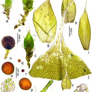 Lorentziella-imbricata-Mitt-Broth-a-Gametophyte-with-sporophytes-b-c-Gametophyte_Q320.jpg