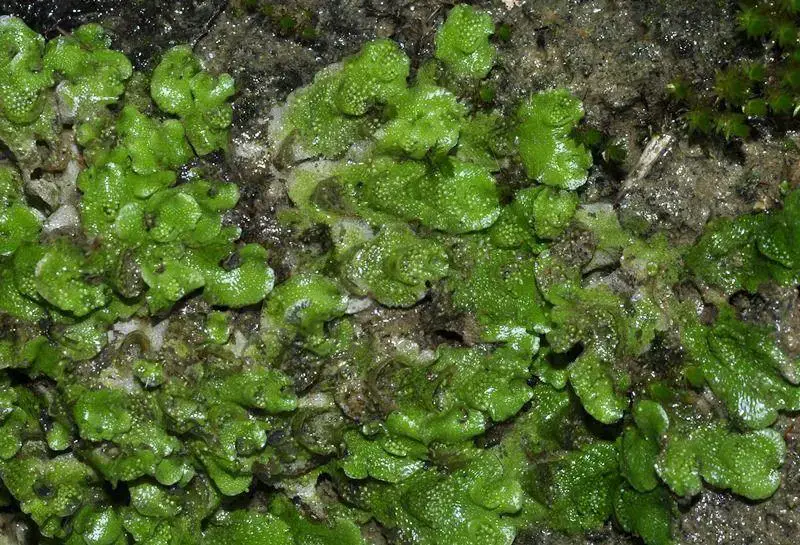 Lunularia-cruciata-(L.)-Lindb.-542670.jpg