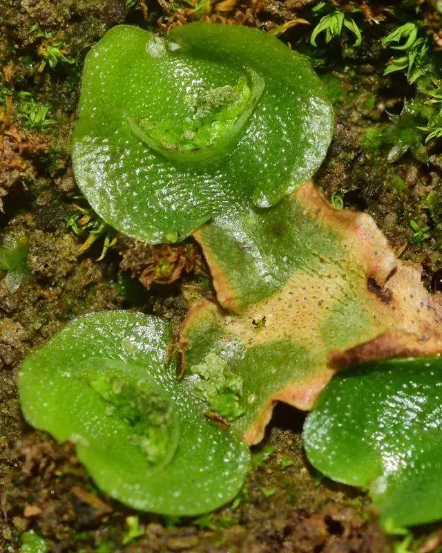 Lunularia-cruciata-(L.)-Lindb.-578100.jpg