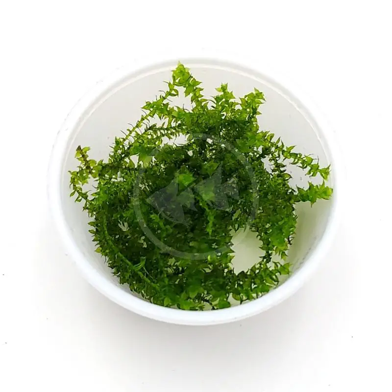 MOSS-MAIBERAE-2OZ-Distichophyllum-Maibarae.jpg