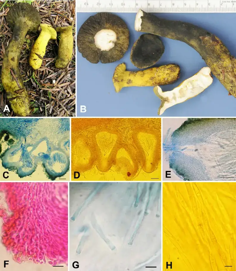 Macro-and-micromorphological-details-of-Hypomyces-luteovirens-from-KD-13-052-A-Fresh.png