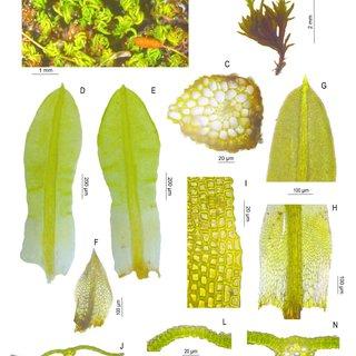 Macro-and-microphotographs-of-gametophyte-of-Trichostomum-meridionale-A-habit-of_Q320.jpg