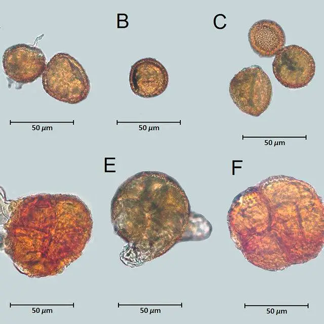 Macrocoma-abyssinica-MuellHal-Vitt-var-abyssinica-A-C-Unicellular-spores_Q640.jpg