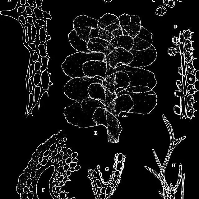 Macrodiplophyllum-microdontum-Mitt-Perss-A-Basal-sector-of-ventral-lobe-margin_Q640.jpg