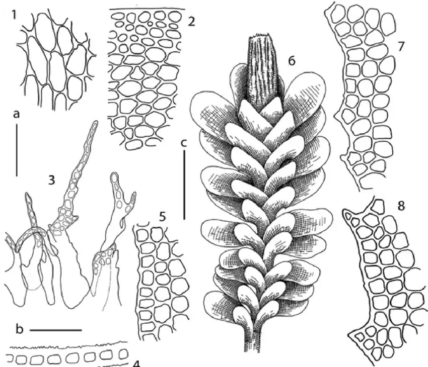 Macrodiplophyllum-plicatum-Lindb-Perss-1-leaf-base-cells-2-stem-cross-section.png