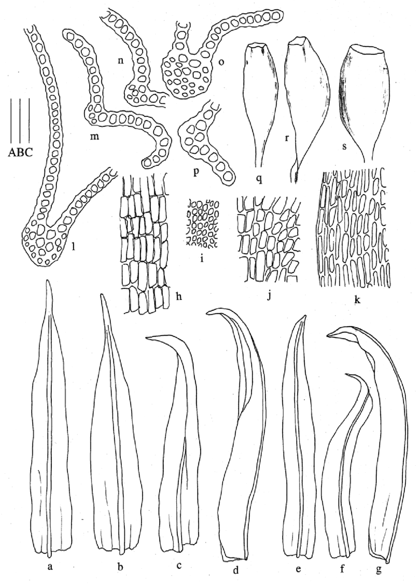 Macromitrium-heterodictyon-Dix-a-b-Perichaetial-leaves-c-g-Branch-leaves-h-Basal.png