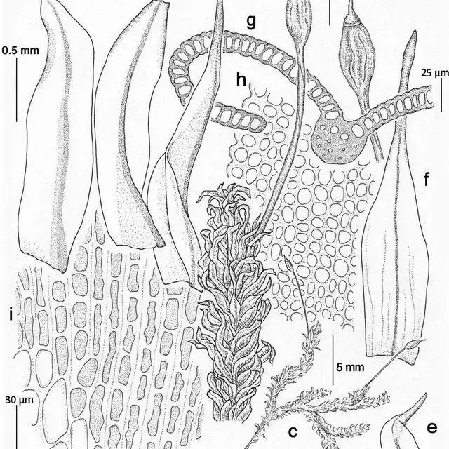 Macromitrium-soulae-Renauld-Cardot-a-c-habit-dry-b-capsule-d-branch-leaves_Q640.jpg