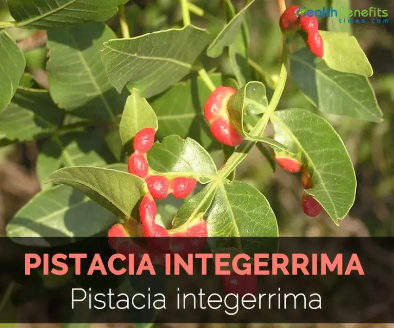 Main-image-of-pistachia-integerrima-768x639.jpg