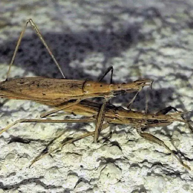 Male-and-female-specimens-of-Sastrapada-baerensprungi-Stal-1859-from-Francelos-Vila_Q640.jpg