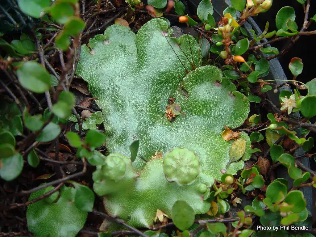 Male_Marchantia_foliacea-003.JPG