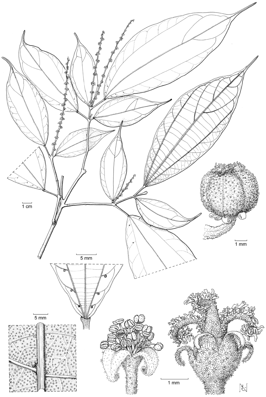 Mallotus-longinervis-M-Aparicio-a-Habit-with-staminate-inflorescences-b-detail-of.png