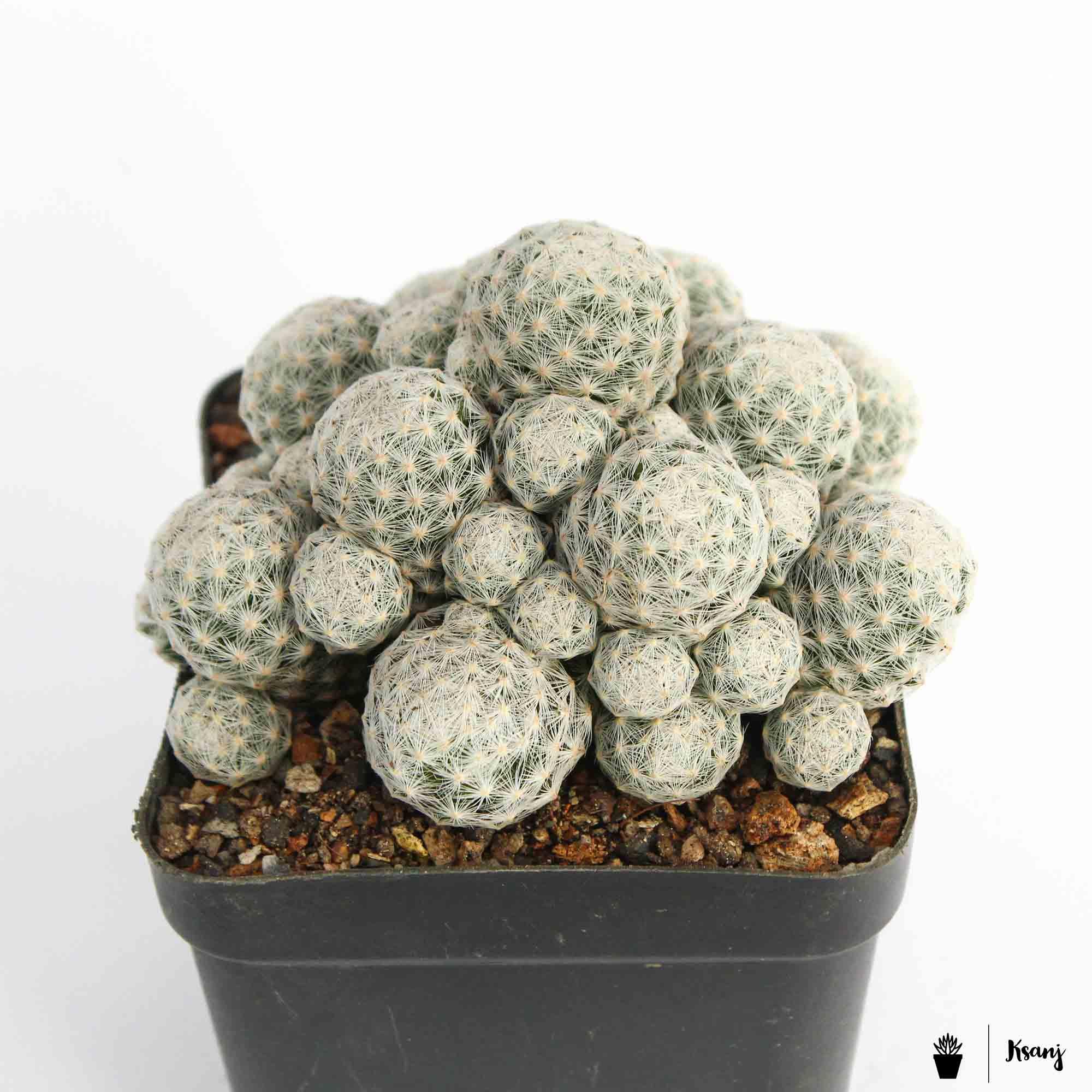 Mammillaria-herrerae-clump-1.jpg