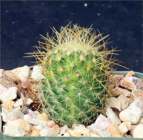 Mammillaria-pringlei.4.jpg