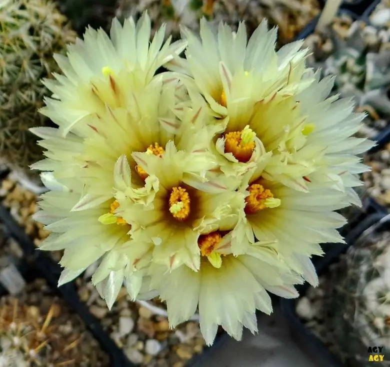 Mammillaria_elongata_var._erecta_24150_l.jpg