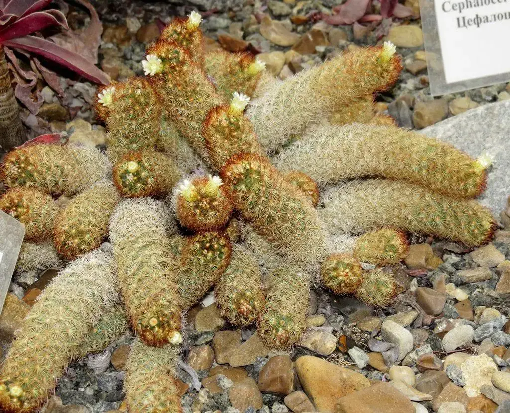 Mammillaria_elongata_var._rufocrocea-1024x829.jpg